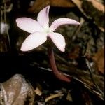 Voyria rosea आदत