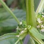 Mercurialis annua Hedelmä