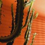 Euphorbia trigona Hoja