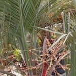 Butia capitata Habit