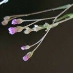 Gutenbergia cordifolia Fiore