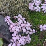 Silene acaulis Blüte