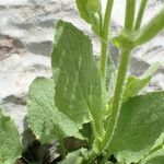 Doronicum grandiflorum Blad