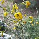 Senna artemisioides Blüte