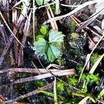 Coptis trifolia Hoja