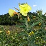 Oenothera glazioviana Flower