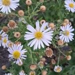 Aster incisus Flower