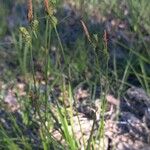 Carex tomentosa Habitus