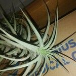 Tillandsia aeranthos 葉