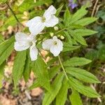 Cardamine heptaphylla പുഷ്പം