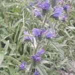 Echium vulgareŽiedas