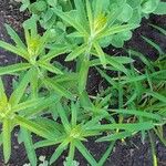 Galium maritimum Leaf