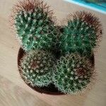 Mammillaria backebergiana Liść