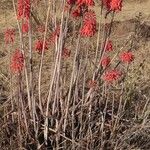 Aloe ellenbeckii Lorea