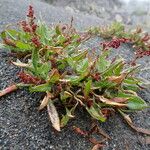 Rumex acetosella Habit