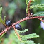 Juniperus recurva Hábito