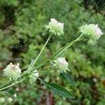 Pycnanthemum verticillatum Habit