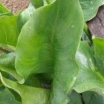 Zantedeschia aethiopica Leaf