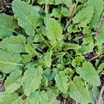 Lapsana communis Leaf