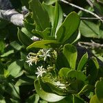 Erithalis fruticosa Flower