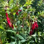 Fuchsia regia फूल