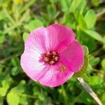 Modiolastrum gilliesii Blomst