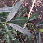 Barleria lupulina Blad