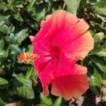 Hibiscus fragilis花