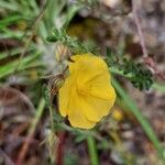 Fumana thymifolia Flower