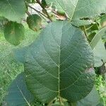 Cordia africana برگ