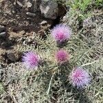 Silybum eburneum Flower