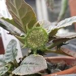 Dorstenia foetida फूल