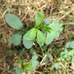 Trigonella foenum-graecum पत्ता