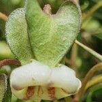 Trichodesma marsabiticum Flower