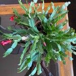 Schlumbergera truncata (Haw.) MoranFlower