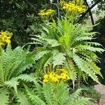 Sonchus canariensis Blüte