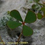 Marsilea strigosa Leaf