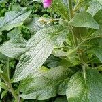 Digitalis thapsi Liść