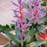 Aechmea fendleri Habitus