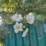 Rosa moschata Virág