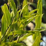 Epidendrum flexuosum Pokrój