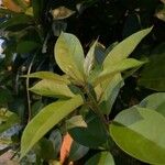 Solandra grandiflora Blatt