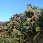 Opuntia triacanthos Folha