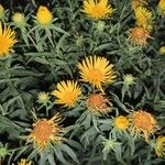 Inula salicina Квітка