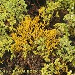Arceuthobium azoricum 形態