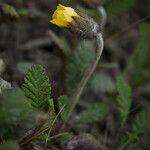 Dryas drummondii Blüte