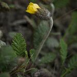 Dryas drummondii Квітка