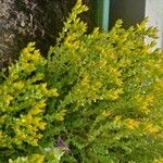 Sedum acreCvet