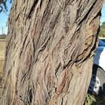 Vachellia erioloba Corteza