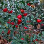 Ruscus aculeatus Φρούτο